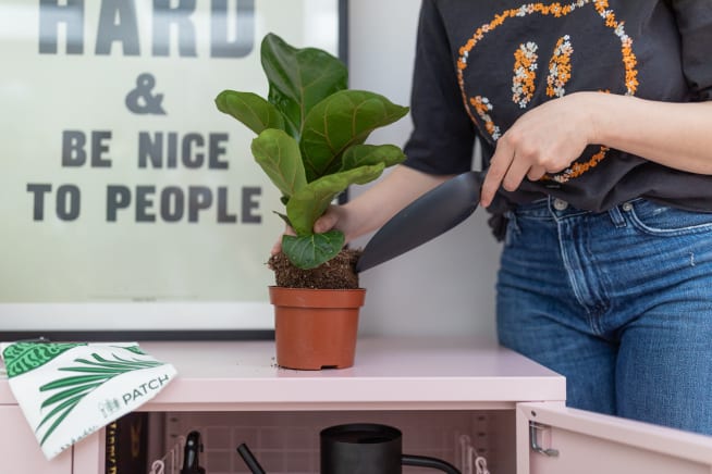 Person repotting a small fidel leaf fig plant